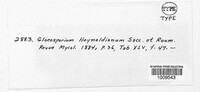 Image of Ceuthospora haynaldiana